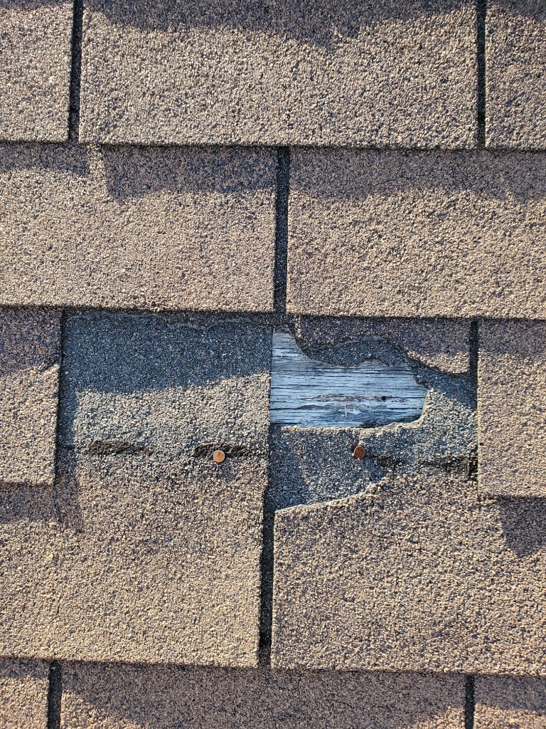 Torn asphalt shingle exposing plywood roof deck and rusted nails on a failing 3-tab roof