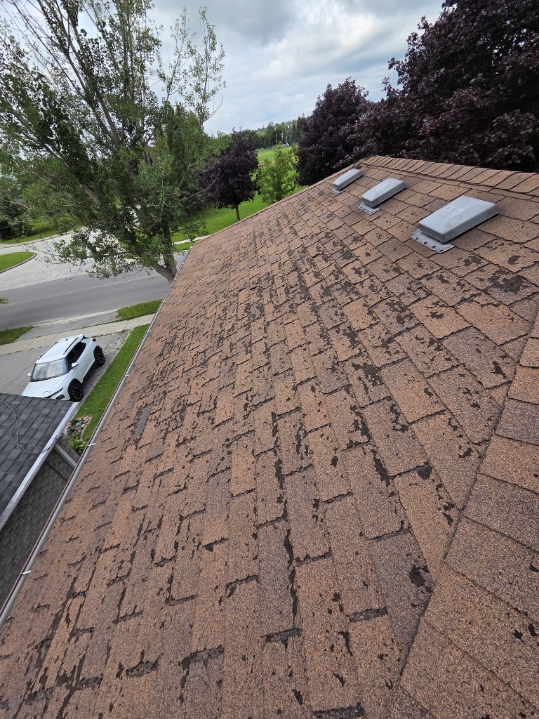 Aging brown 3-tab asphalt shingle roof slope showing granule loss and wear during a Keen Roofing Ontario inspection