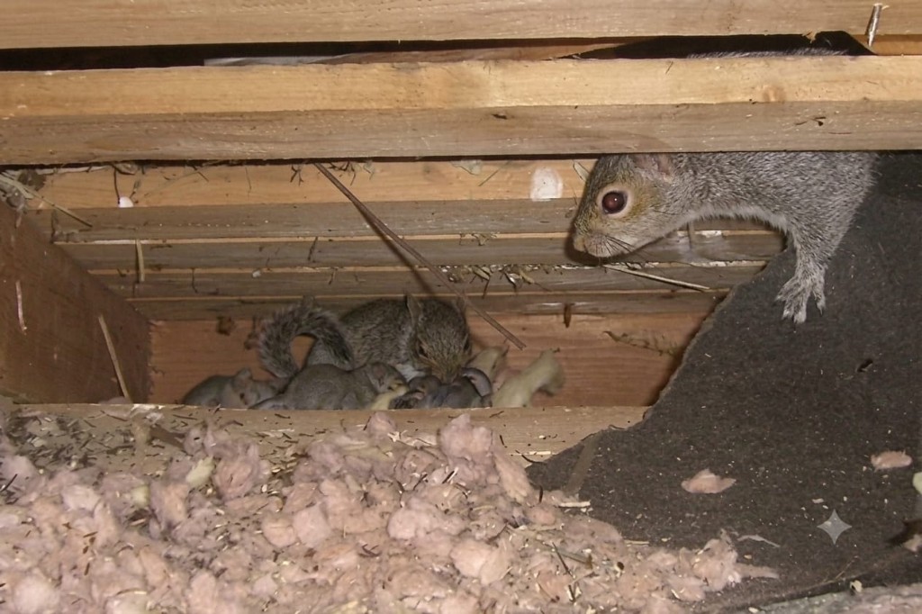 Adult squirrel and baby kits nesting in attic insulation between roof framing after entering through roof damage