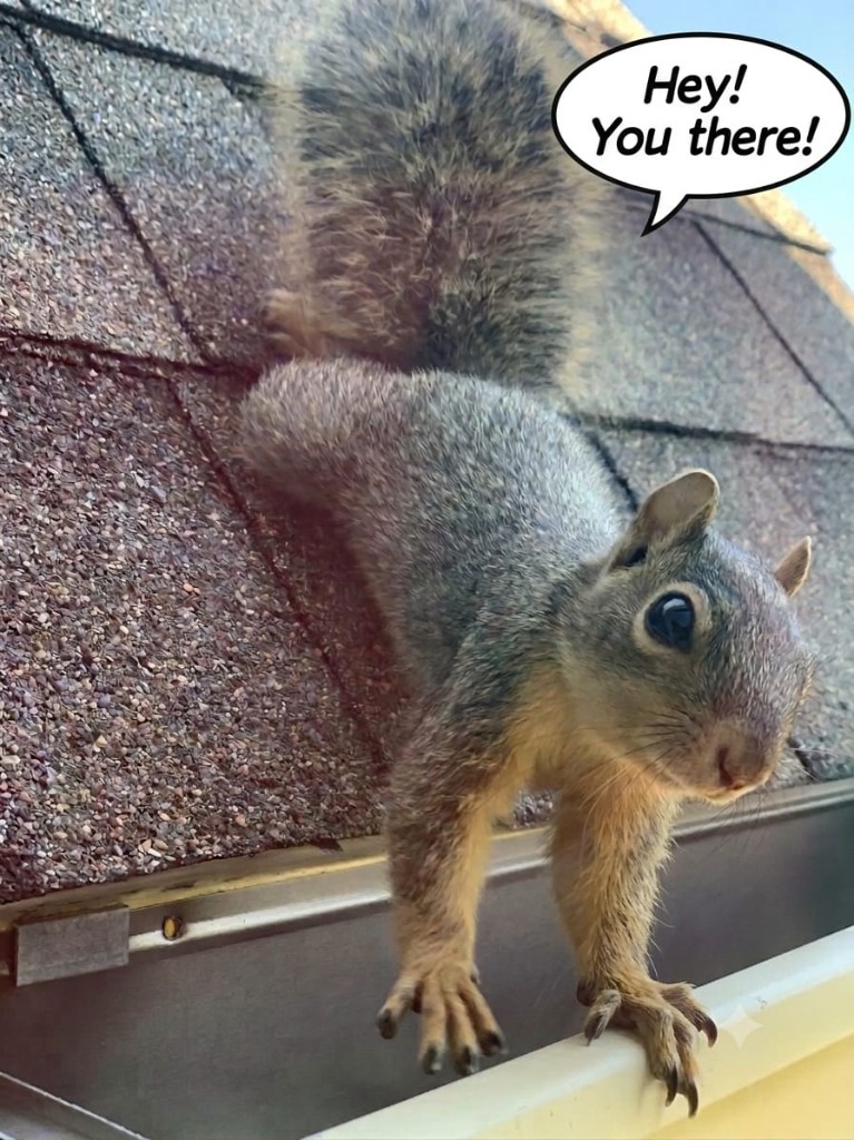 Squirrel leaning over a residential gutter on an asphalt roof with a playful Hey You there speech bubble
